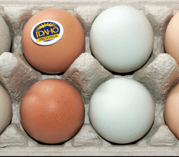 eggs-in-carton-with-IP-sticker