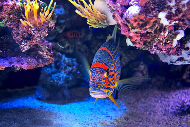 Aquarium of Boise