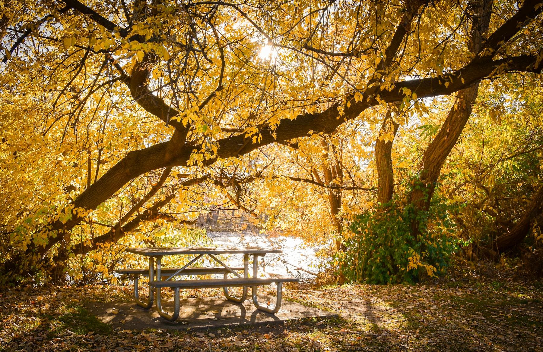 Autumn picnic spot along the Boise Greenbelt